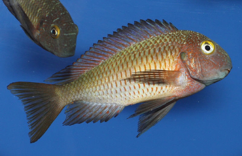 Tropheus moorii 'Lufubu'